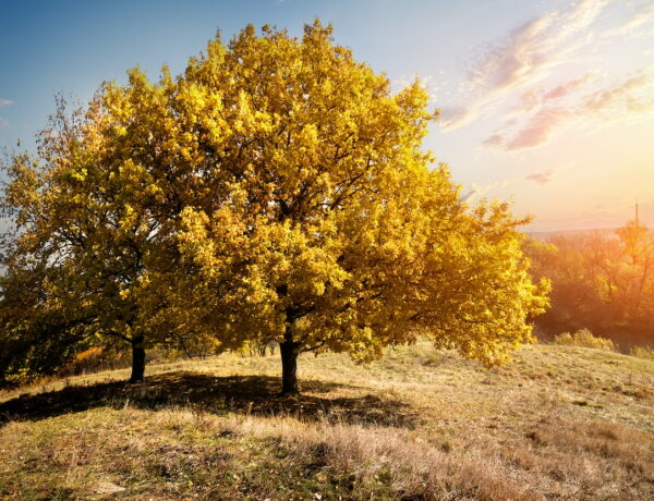 Gele-bomen-op-heuvel-in-gloed-van-zon