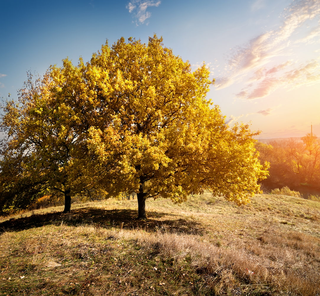 Gele-bomen-op-heuvel-in-gloed-van-zon