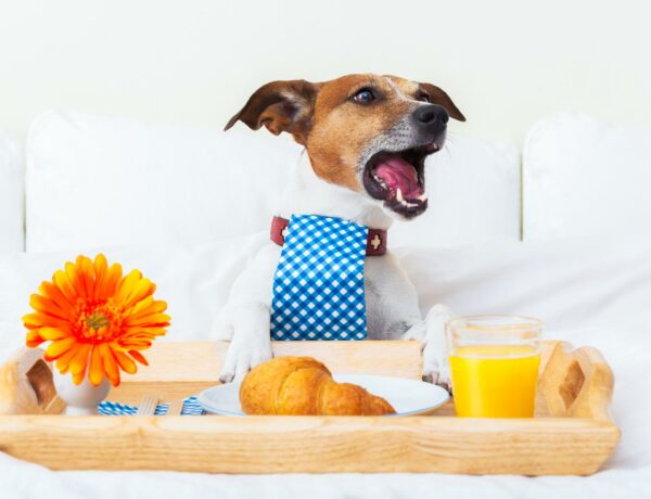 hond-zit-in-bed-met-ontbijt-voor-zich-en-klaagt